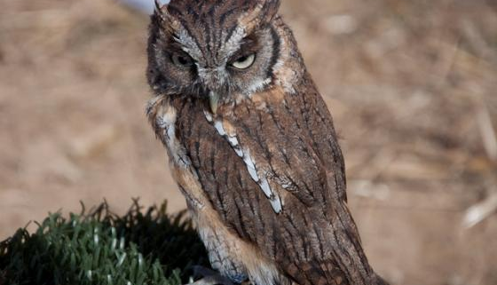 Screech Owl Wildlife Park, Cornwall